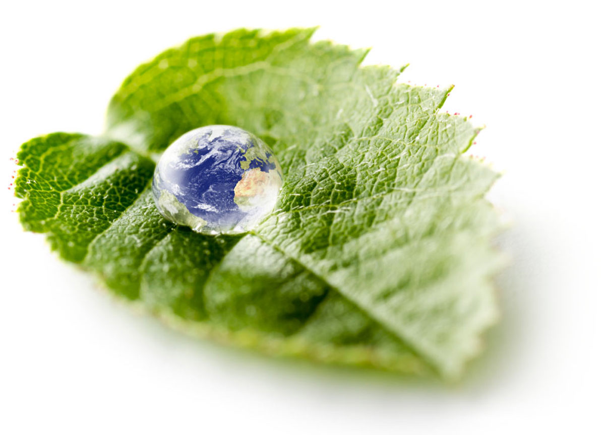 Water droplet on leaf